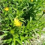 Buphthalmum salicifolium Hábito