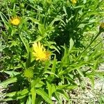 Buphthalmum salicifolium Habit