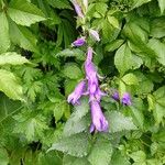 Campanula bononiensis Flower