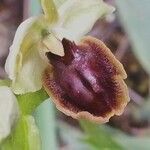 Ophrys virescens Mosusu