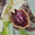 Ophrys virescens Sonstige