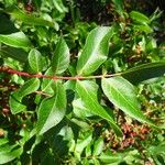 Pistacia terebinthus Leaf