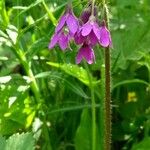 Primula matthioli Květ