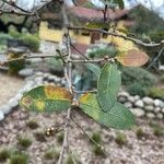 Quercus engelmannii Leaf