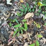 Polygonum persicariaഇല