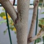 Fremontodendron californicum Bark