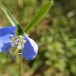 Commelina erectaFlower