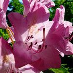 Rhododendron catawbiense Flower