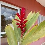 Alpinia purpurata Blatt