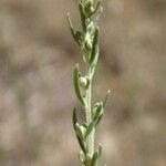 Artemisia alba Blüte