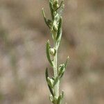 Artemisia alba Virág