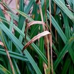 Carex riparia Feuille