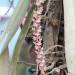 Rhipidoglossum rutilum Flower