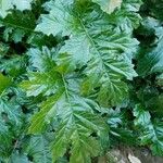 Acanthus spinosusList