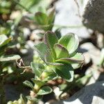 Veronica nummularia 葉