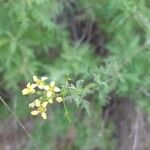 Descurainia millefolia Flower