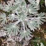 Lupinus alopecuroides Blatt