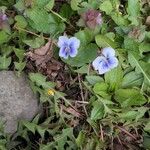 Viola palustris Kvet