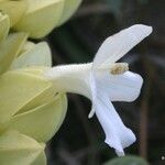Oxera crassifolia 花