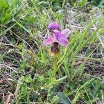 Ophrys tenthrediniferaŽiedas