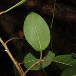 Ficus maxima Folio