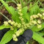 Penthorum sedoides Flower