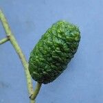 Alnus cordata Fruchs