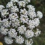 Seseli annuum Blüte