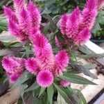 Celosia argenteaКветка