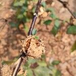 Datura metel Frucht