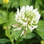 Trifolium repens Ostatní