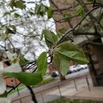 Amelanchier × grandiflora برگ