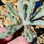 Achillea nana Leaf