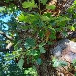 Quercus pubescens Feuille