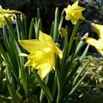 Narcissus minor Flor