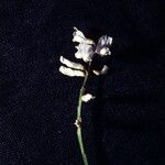 Vicia caroliniana Flower