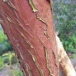 Eucalyptus sideroxylon Kůra