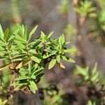 Hypericum lanceolatum Лист