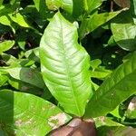 Saraca indica Blad