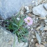 Erigeron alpinus Flower