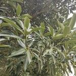 Lithocarpus edulis Blatt