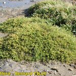 Salicornia perennis Агульны выгляд