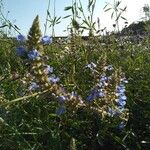 Salvia uliginosaЦветок