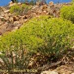 Euphorbia seguieriana Hábito