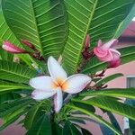 Plumeria rubraFlower