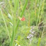 Lathyrus sphaericus Flower