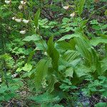 Cypripedium montanum 形态