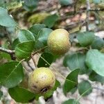 Pyrus cordata Плод