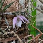 Dendrobium aduncum 花