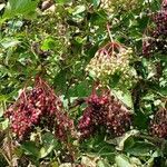 Sambucus nigra Fruit